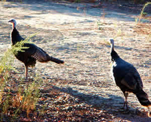 wild turkeys at Sacred Rocks RV Park